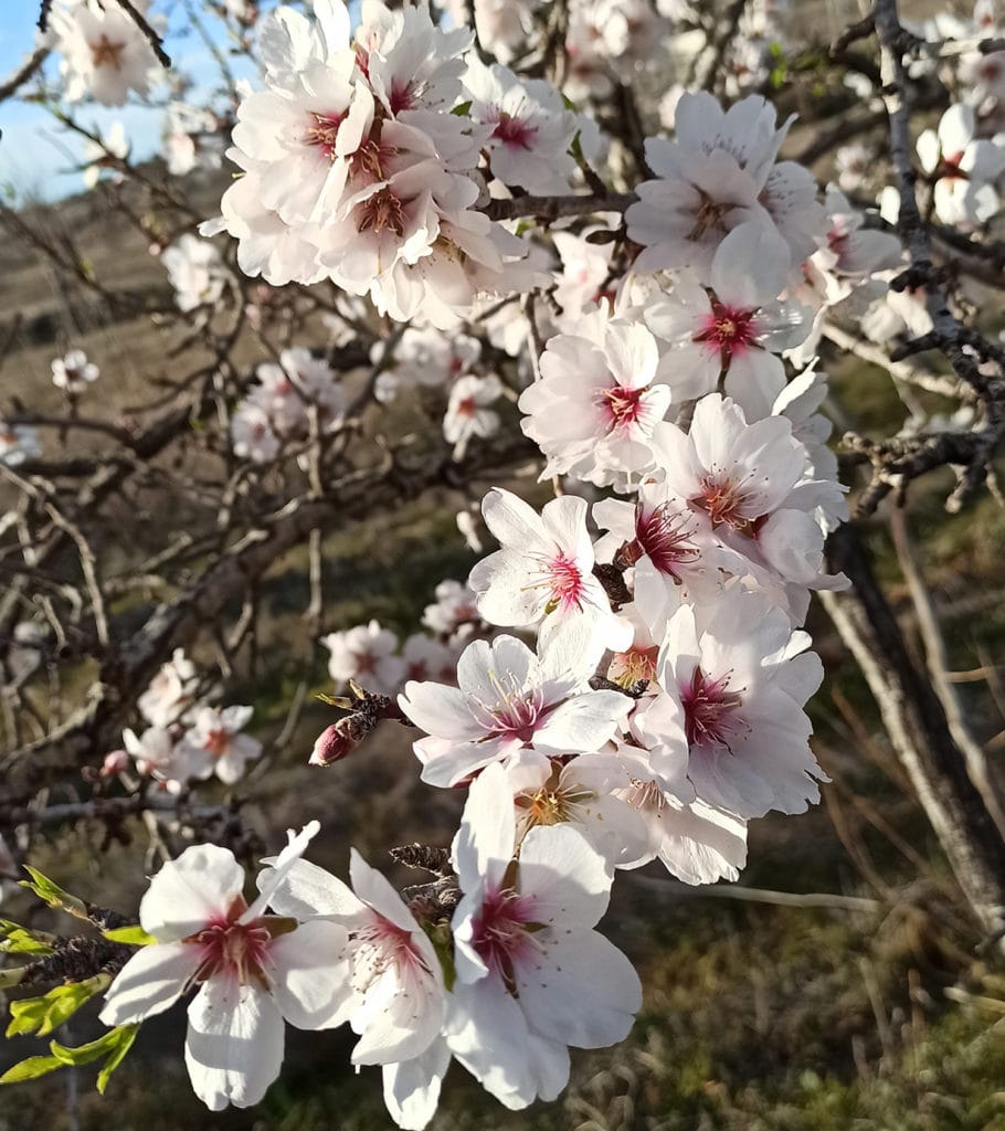 – The Almond Blossom 2022 Ibiza – At the beginning of the year the island is in full bloom